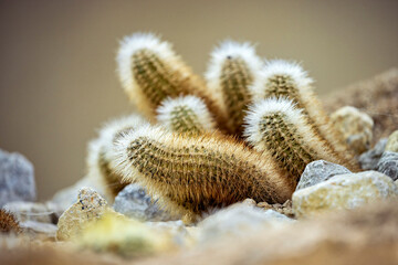 Cactus Plants in a dry area 