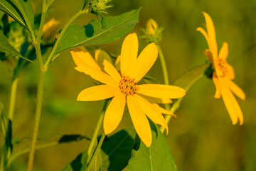 鮮やかな黄色のキクイモの花が咲く夏の野草