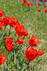 poppy, field, flower, red, nature, summer, spring, flowers, poppies, meadow, plant, grass, blossom, bloom, beauty, garden, tulip, landscape, rural, season, flora, sky, color, tulips, floral