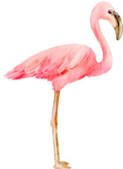 watercolor flamingo