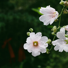 flower, nature, spring, plant, white, blossom, garden, bloom, summer, flowers, leaf, beauty, anemone, petal, macro, flora, yellow, pink, closeup, blooming, strawberry, beautiful, leaves
