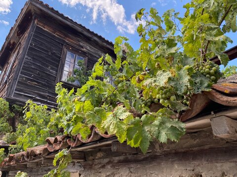 old house with little vineyard, Bulgaria, Nessebar at the Black Sea
