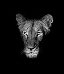 A captivating black-and-white portrait of a lioness, her piercing eyes staring into the viewer with a strong, regal presence.