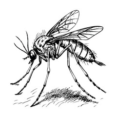 A black and white drawing of a mosquito