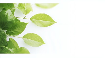 Green Leaves on White Background