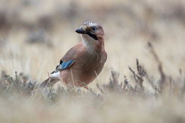 Jay in the autumn grass