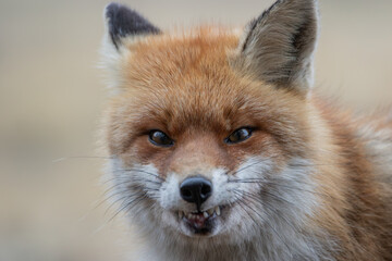 Close-up of a fox baring its teeth at the camera