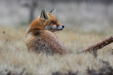 A fox in a meadow looking to the side