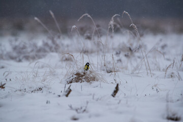 A tiny tit in the tall grass on a snow-covered meadow