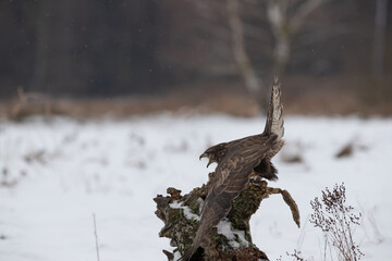 A rowdy buzzard on a tree stump in a snow-covered meadow