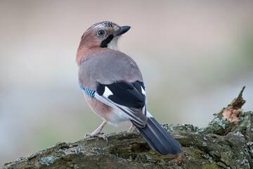 A jay on a rotten branch, on a bright warm background