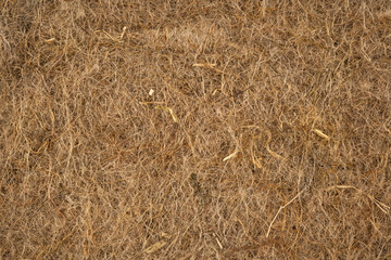 dry grass background