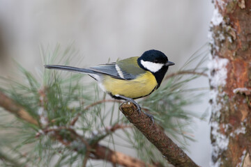 Great tit on a background of pine twigs
