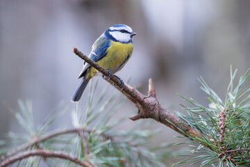 Blue Tit on a pine branch