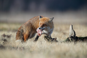 A fox with prey in its teeth in a meadow