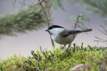 A black-capped bird sitting on moss