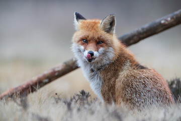 A fox sitting next to a stake licking its nose