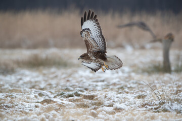 A bird of prey flying over a winter meadow