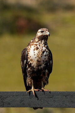 Juvenil Black-chested buzzard-eagle posing over wooden fence