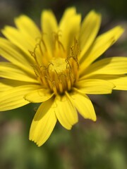 Obraz premium bee on yellow flower