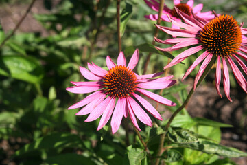 Pink flower