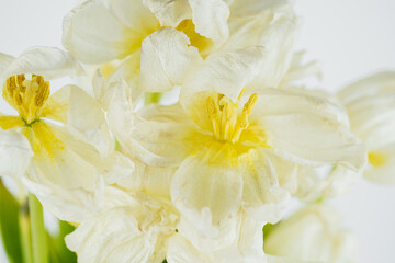 White dried tulip flowers close up