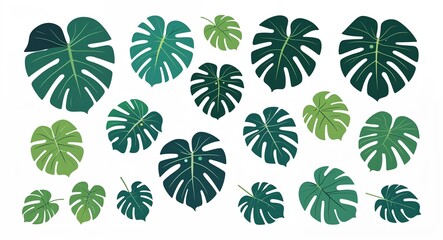 Set bundle of monstera leaves minimalist childish style illustration on plain white background