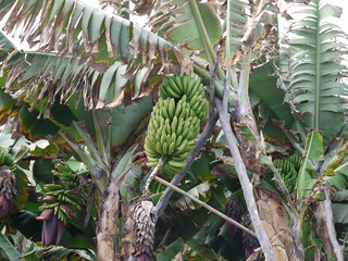 Banane e foresta