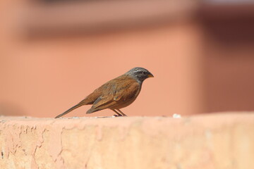 House Sparrow perched on rooftop