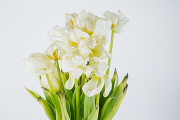 White dried tulip flowers close up