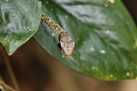 Chironius fuscus head
