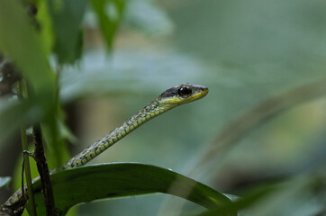 Chironius fuscus closeup