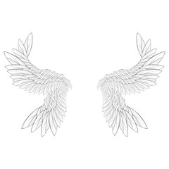 vector illustration of a dove