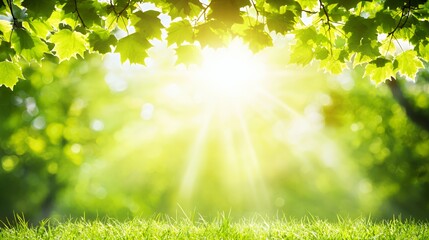 Obraz premium Bright Sunlight Through Green Leaves and Grass
