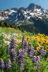 Fototapeta premium A mountain meadow filled with wildflowers, including vibrant purple lupines, golden sunflowers, and delicate daisies. The towering peaks in the background are covered with snow, and the air is fresh