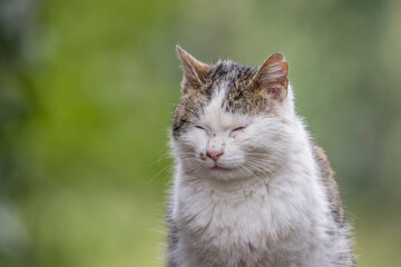 Portrait of a domestic cat abandoned in the wild