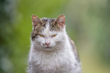 Portrait of a domestic cat abandoned in the wild