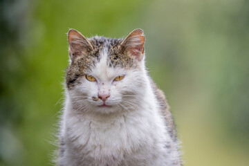 Portrait of a domestic cat abandoned in the wild
