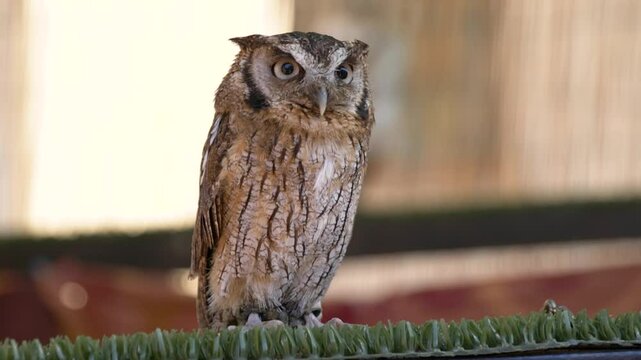 Scops Owl perched and observing: Close-up of a Scops Owl with captivating eyes and detailed plumage, showcasing its beauty and alertness