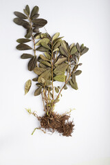 Herbarium, a cowberry bush with a root and dried elements of moss and earth.