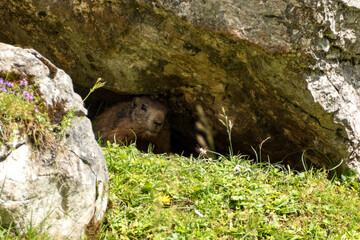 Alpine marmot (Marmota marmota) in high mountains, Karwendel Mountains in Austria