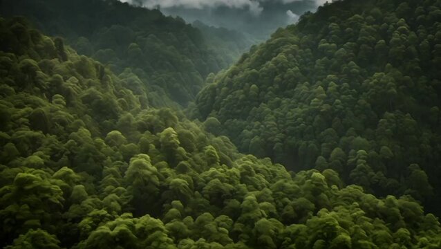 Write about the dense forests of Gunung Leuser National Park.