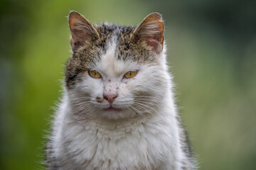 Portrait of a domestic cat abandoned in the wild