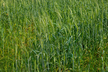 a vibrant green wheat field with tall, unripe stalks, delicate leaves, and soft lighting, creating a peaceful atmosphere.
