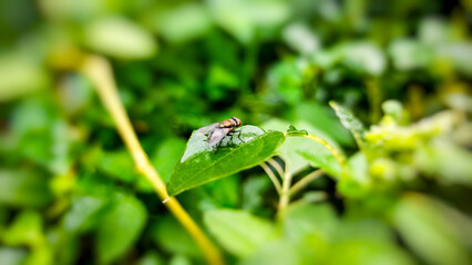 An image of a common housefly perched on a leaf in a garden.