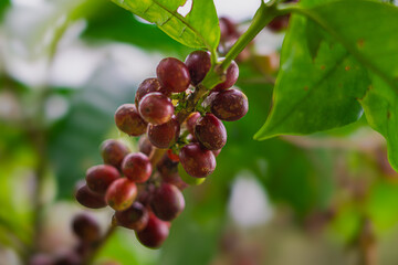 Granos de café en diferentes etapas de maduración en Costa Rica