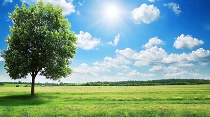 Obraz premium Single Green Tree in a Sunny Field under a Blue Sky
