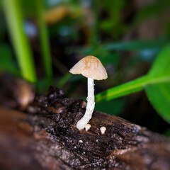 Wild basidiomycota mushrooms growing in a damp garden.