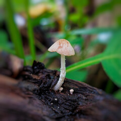 Wild basidiomycota mushrooms growing as decomposers.