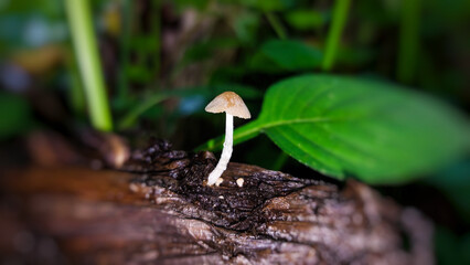 Basidiomycota mushrooms observed as natural decomposers.